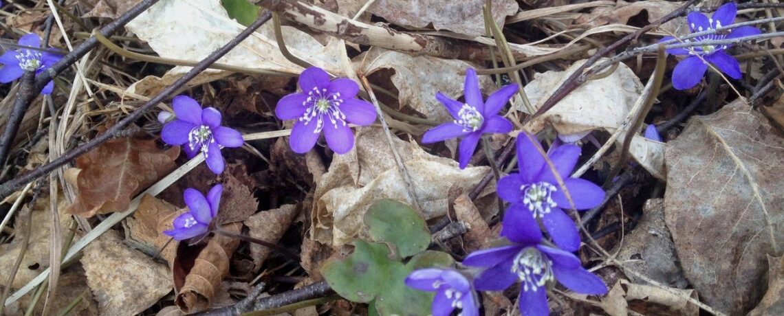 Friska Nacka har startat!